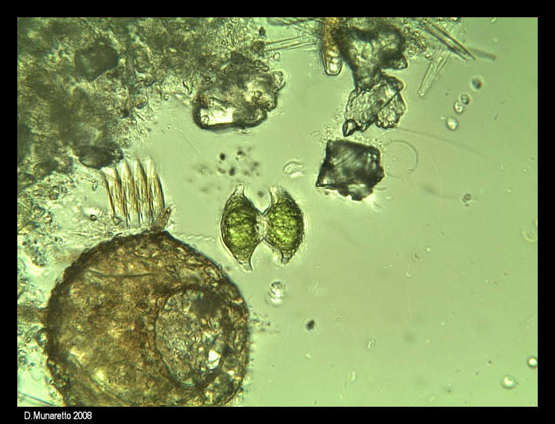 Staurastrum sp.